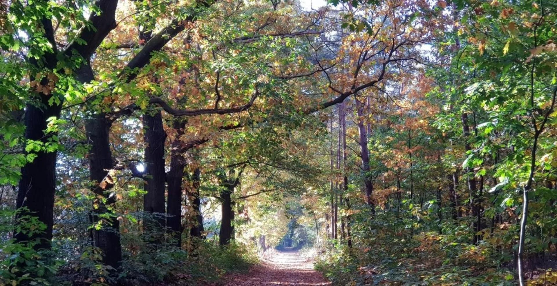 Vakantiehuis Op Rustig Bospark Veluwe Вортхёйзен Экстерьер фото